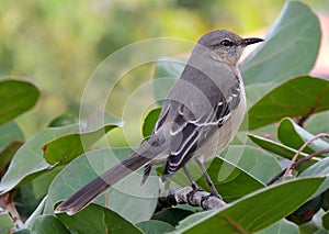 A patient Mocking Bird