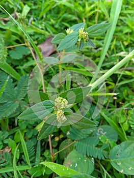 Patikan kebo (Euphorbia hirta) contains active compounds photo