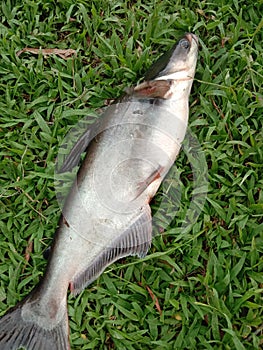 Patin fish, Pangasius photo