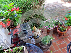 Patio garden