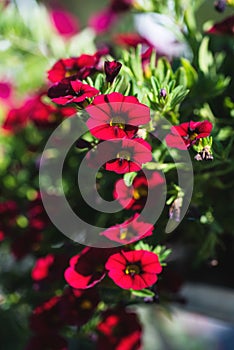 Patio hybrid petunia with small dark red flowers in a suspended pot