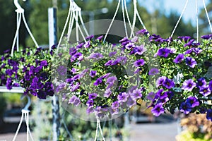 Patio hybrid petunia with small purple flowers in a suspended pot