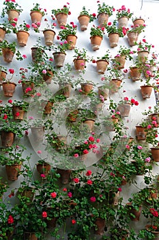 Geranium plants in pots at Viana Palace in Cordoba, Spain photo