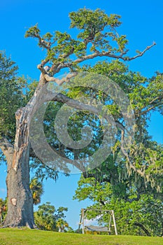 A Patio Swing under an Oak Tree in Biloxi, Harrison County, Mississippi USA.