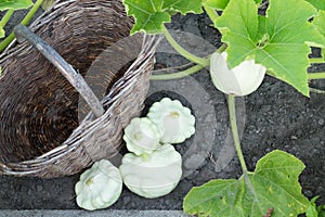 Patison in a garden outdoors