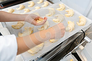 Patissier in her bakery putting croissant dough pieces on a tray photo