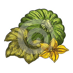 Patisson vegetable sketch. Vector pattypan image.