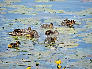Patka sa mladuncima / Duck with baby ducks