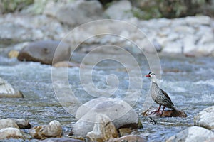 Pato de los torrentes - Merganetta armata