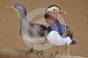 Pato mandarÃÂ­n, Aix galericulata. photo