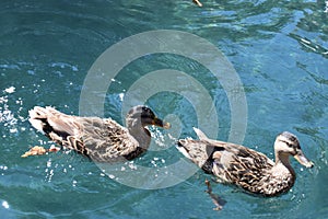 Patos nadando, animales, animals pats duck photo