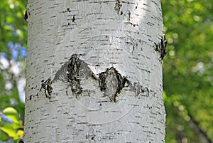 Birch trunk in nature photo