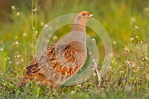 Patridge in a field