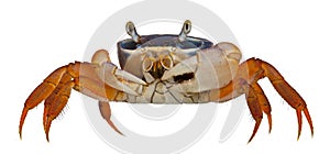 Patriot crab, Cardisoma armatum, in front of white background photo