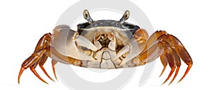 Patriot crab, Cardisoma armatum