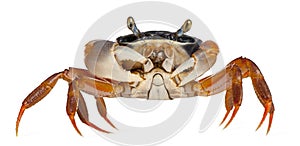 Patriot crab, Cardisoma armatum photo