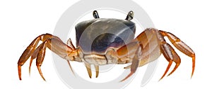 Patriot crab, Cardisoma armatum photo