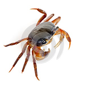 Patriot crab, Cardisoma armatum