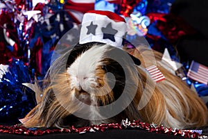 Patriotic Abyssinian Guinea Pig - Male