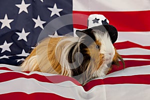 Patriotic Abyssinian Guinea Pig - Male