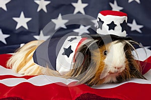 Patriotic Abyssinian Guinea Pig - Male