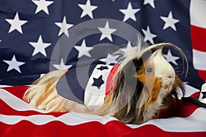 Patriotic Abyssinian Guinea Pig - Male