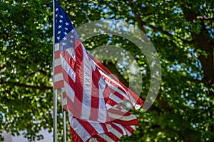 Patriotic American flags standing in front of trees in park