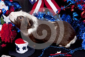 Patriotic American Guinea Pigs Cavia porcellus