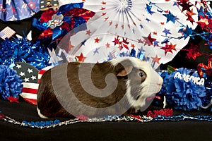 Patriotic American Guinea Pigs Cavia porcellus