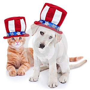 Patriotic American Pet Dog and Cat for July 4th and Memorial Day