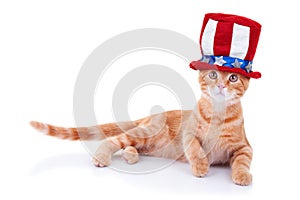 Patriottico gatto 