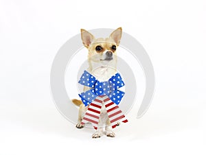 Patriotic Chihuahua Sitting
