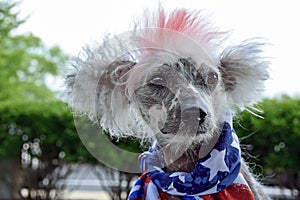 Patriotic Chinese Crested Hairless dog