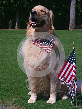 Patriotic Dog