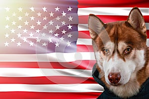 Patriotic dog proudly in front of the USA flag. Portrait siberian husky in sweatshirt in the rays of bright sun.