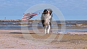 Patriotic dog running along the beach while carrying the American flag