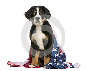 Patriotic dog sitting with american flag