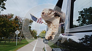 A patriotic dog is traveling in a car, an American flag is flying alongside