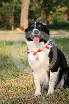 Patriotic Dog with USA Flag Bandanna