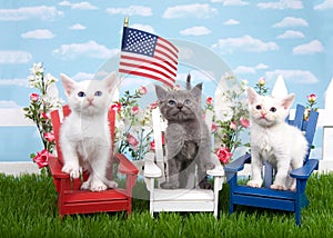 Patriotic kittens in a backyard setting