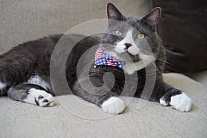 Patriotic polydactyl cat has extra toes