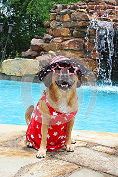 Patriotic Puggle at the Pool