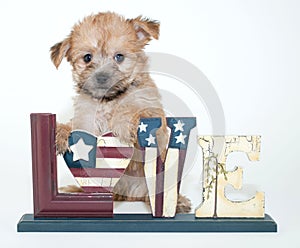 Patriotic Puppy