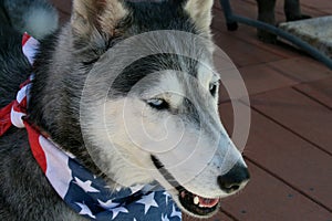 Patriotic Siberian Husky Dog with Blue Eyes