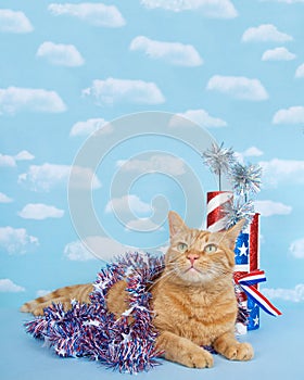 Patriotic tabby cat