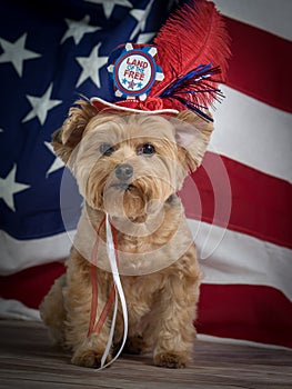 Patriotic Yorkie Dog with hat and Flag background, red white and blue