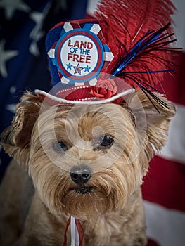 Patriotic Yorkie Dog with hat and Flag background, red white and blue