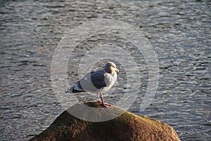 Patroller of the sky & sea