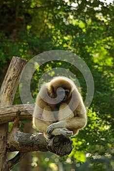 PATTAYA, THAILAND - January, 2013: Animal in Khao Kheow Open Zoo