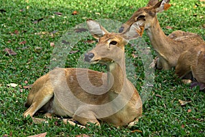 PATTAYA, THAILAND - January, 2013: Animal in Khao Kheow Open Zoo